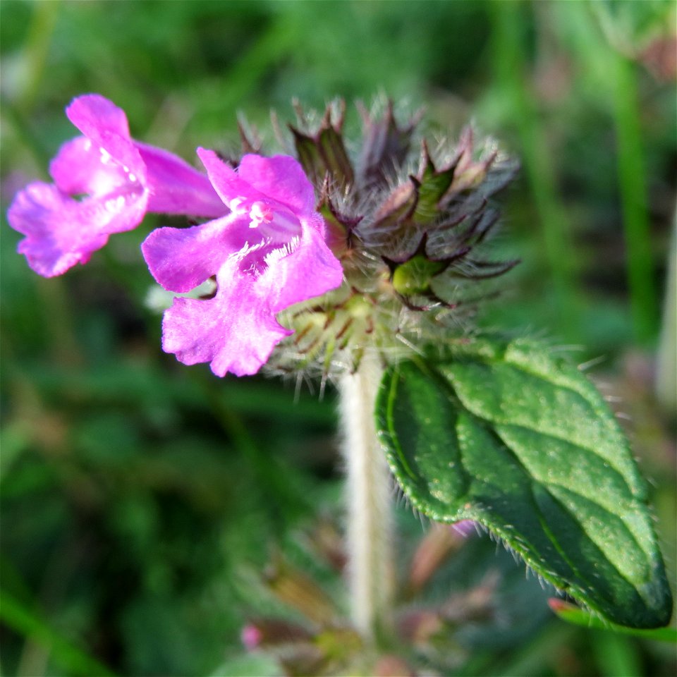 Gemeiner Wirbeldost (Clinopodium vulgare) im Naturschutzgebiet St. Arnualer Wiesen