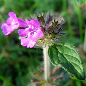 Gemeiner Wirbeldost (Clinopodium vulgare) im Naturschutzgebiet St. Arnualer Wiesen