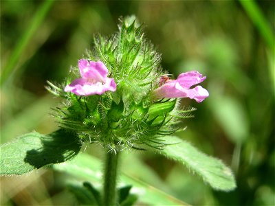 Gemeiner Wirbeldost (Clinopodium vulgare) im Schwetzinger Hardt