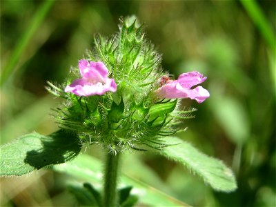 Gemeiner Wirbeldost (Clinopodium vulgare) im Schwetzinger Hardt photo