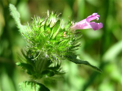 Gemeiner Wirbeldost (Clinopodium vulgare) im Schwetzinger Hardt