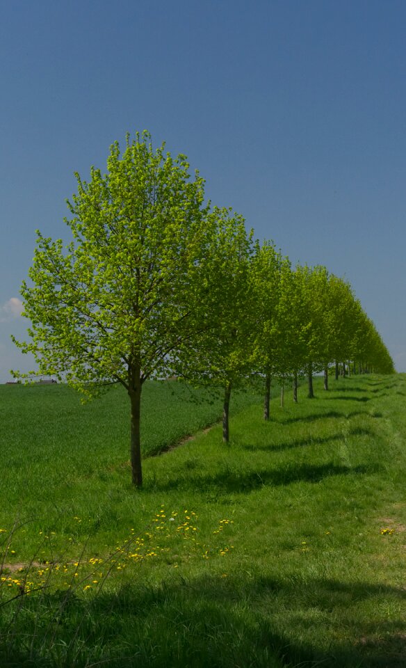 Green blue nature photo