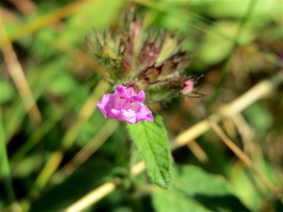 Gemeiner Wirbeldost (Clinopodium vulgare) bei Hockenheim