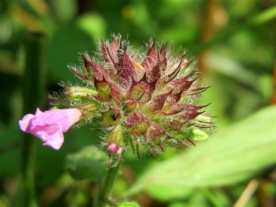 Gemeiner Wirbeldost (Clinopodium vulgare) bei Hockenheim