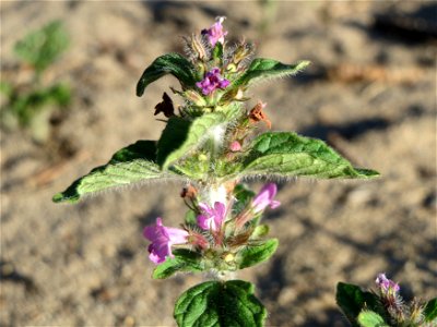 Gemeiner Wirbeldost (Clinopodium vulgare) im Schwetzinger Hardt