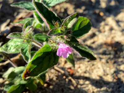 Gemeiner Wirbeldost (Clinopodium vulgare) im Schwetzinger Hardt