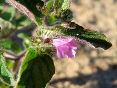 Gemeiner Wirbeldost (Clinopodium vulgare) im Schwetzinger Hardt