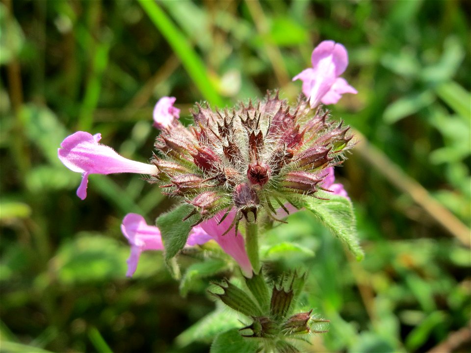 Gemeiner Wirbeldost (Clinopodium vulgare) am Schalkenmehrener Maar