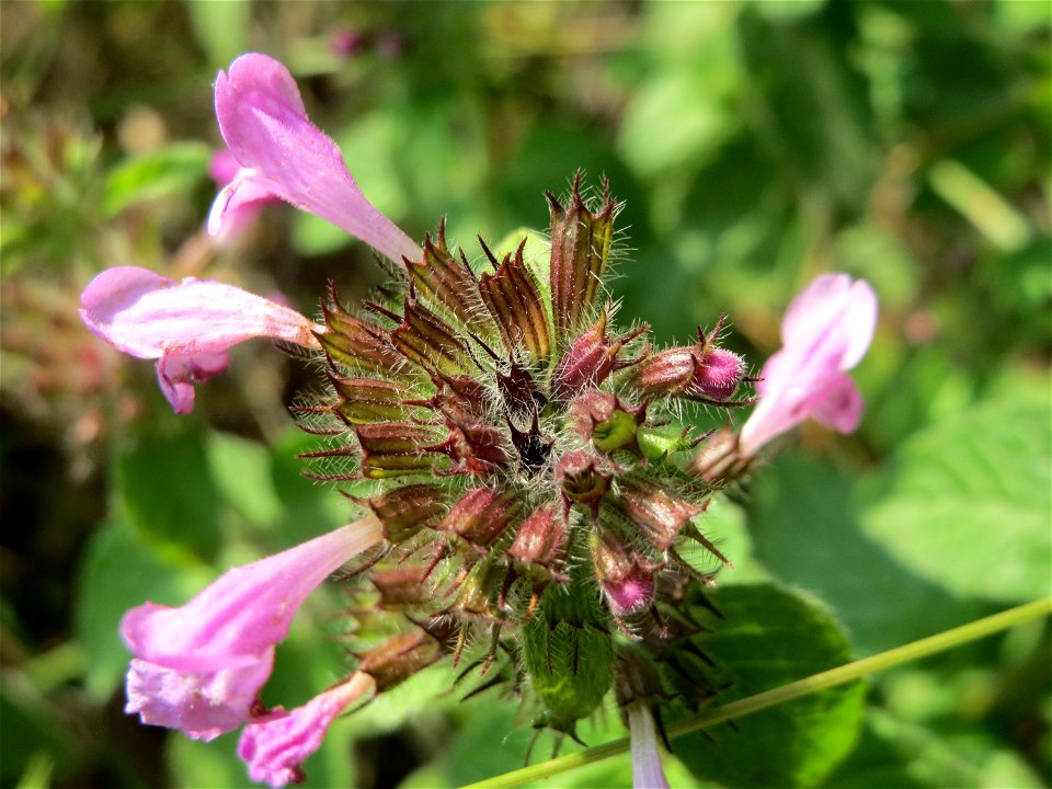 Gemeiner Wirbeldost (Clinopodium vulgare) am Schalkenmehrener Maar
