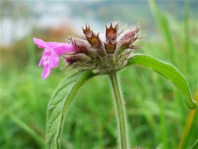 Gemeiner Wirbeldost (Clinopodium vulgare) oberhalb vom Schalkenmehrener Maar