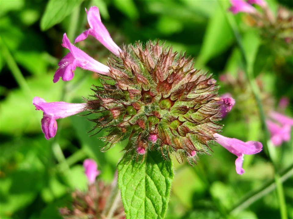 Gemeiner Wirbeldost (Clinopodium vulgare) im Schwetzinger Hardt