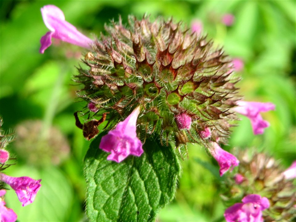 Gemeiner Wirbeldost (Clinopodium vulgare) im Schwetzinger Hardt
