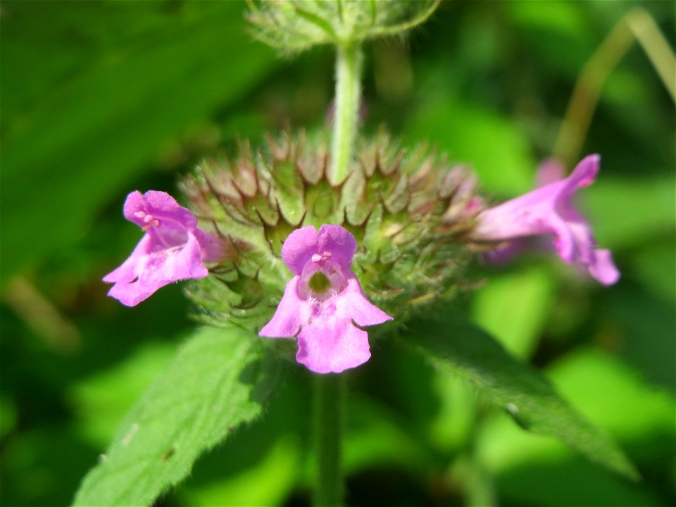 Gemeiner Wirbeldost (Clinopodium vulgare) im Schwetzinger Hardt