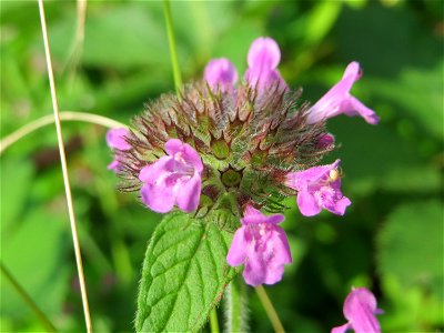 Gemeiner Wirbeldost (Clinopodium vulgare) im Schwetzinger Hardt