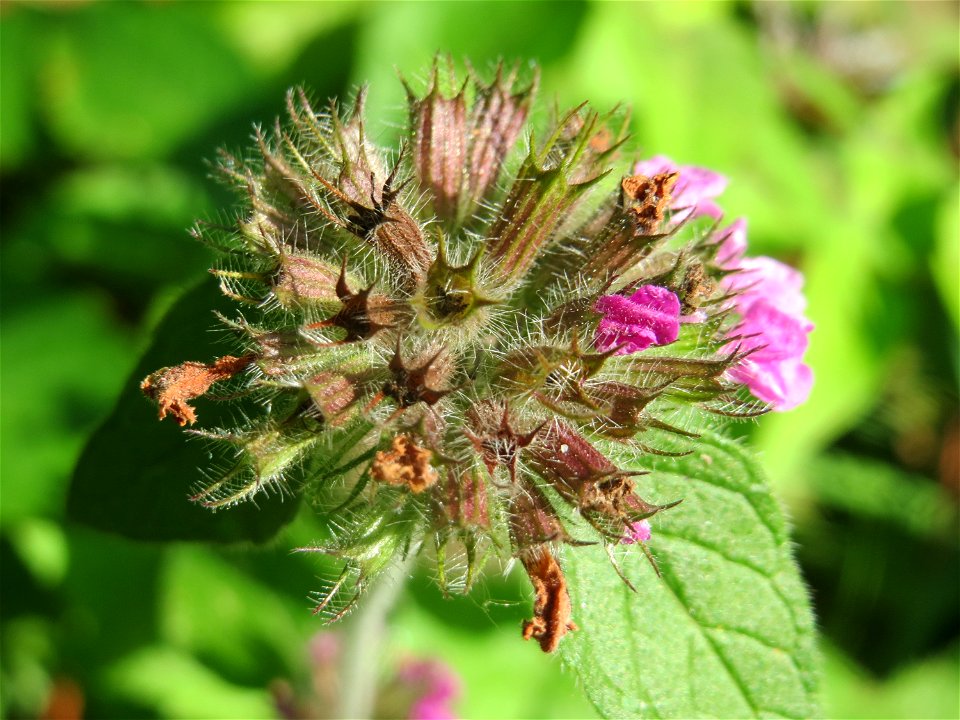 Gemeiner Wirbeldost (Clinopodium vulgare) im Schwetzinger Hardt