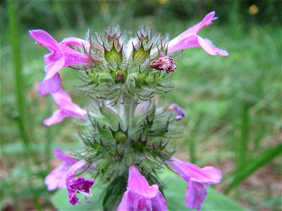 Gemeiner Wirbeldost (Clinopodium vulgare) im Schwetzinger Hardt