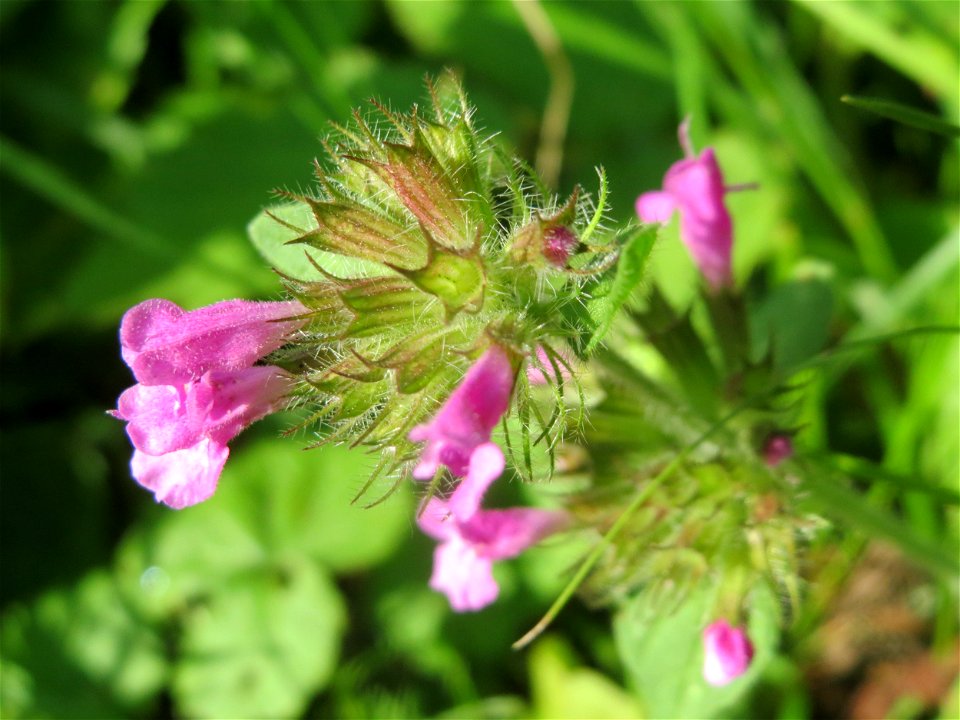 Gemeiner Wirbeldost (Clinopodium vulgare) im Schwetzinger Hardt