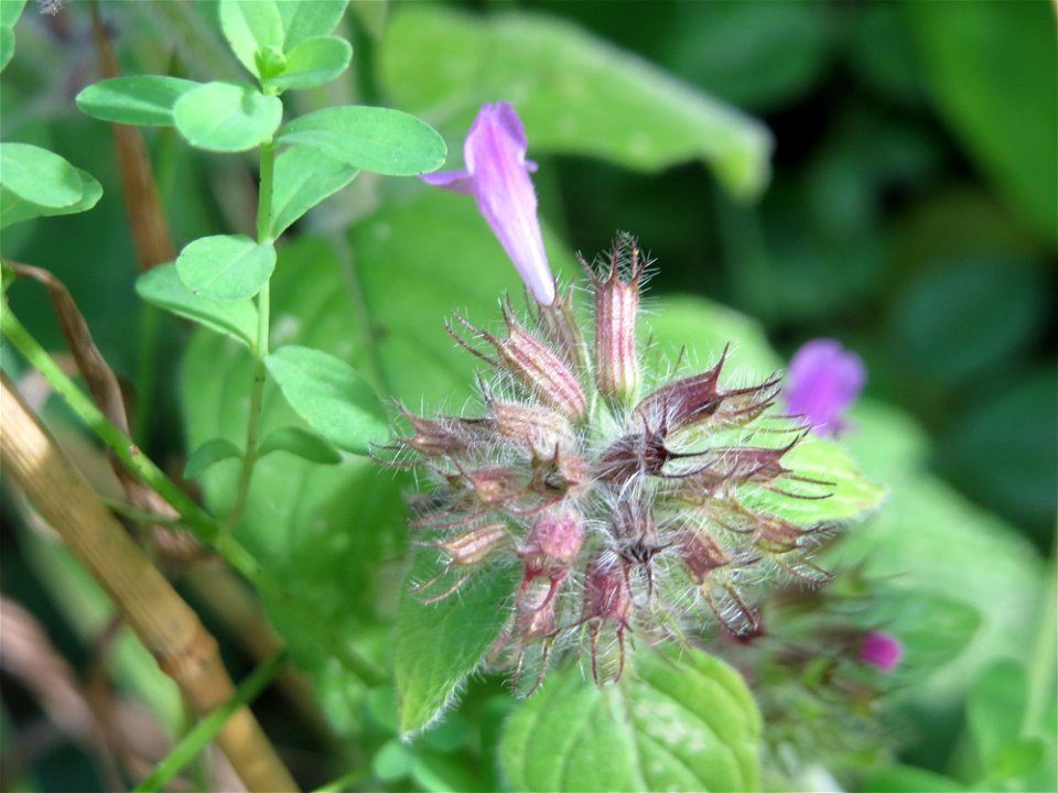 Gemeiner Wirbeldost (Clinopodium vulgare) im Schwetzinger Hardt