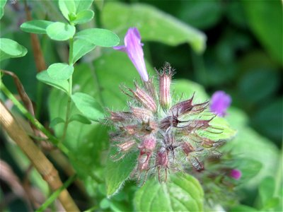 Gemeiner Wirbeldost (Clinopodium vulgare) im Schwetzinger Hardt