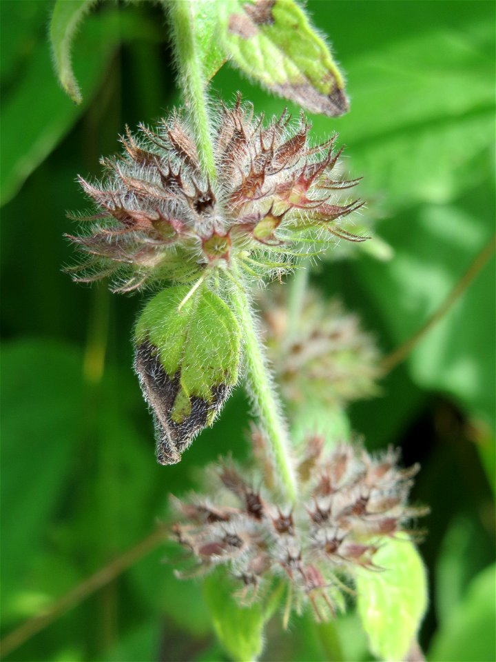 Gemeiner Wirbeldost (Clinopodium vulgare) im Schwetzinger Hardt