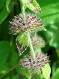 Gemeiner Wirbeldost (Clinopodium vulgare) im Schwetzinger Hardt