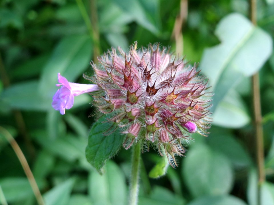 Gemeiner Wirbeldost (Clinopodium vulgare) im Schwetzinger Hardt