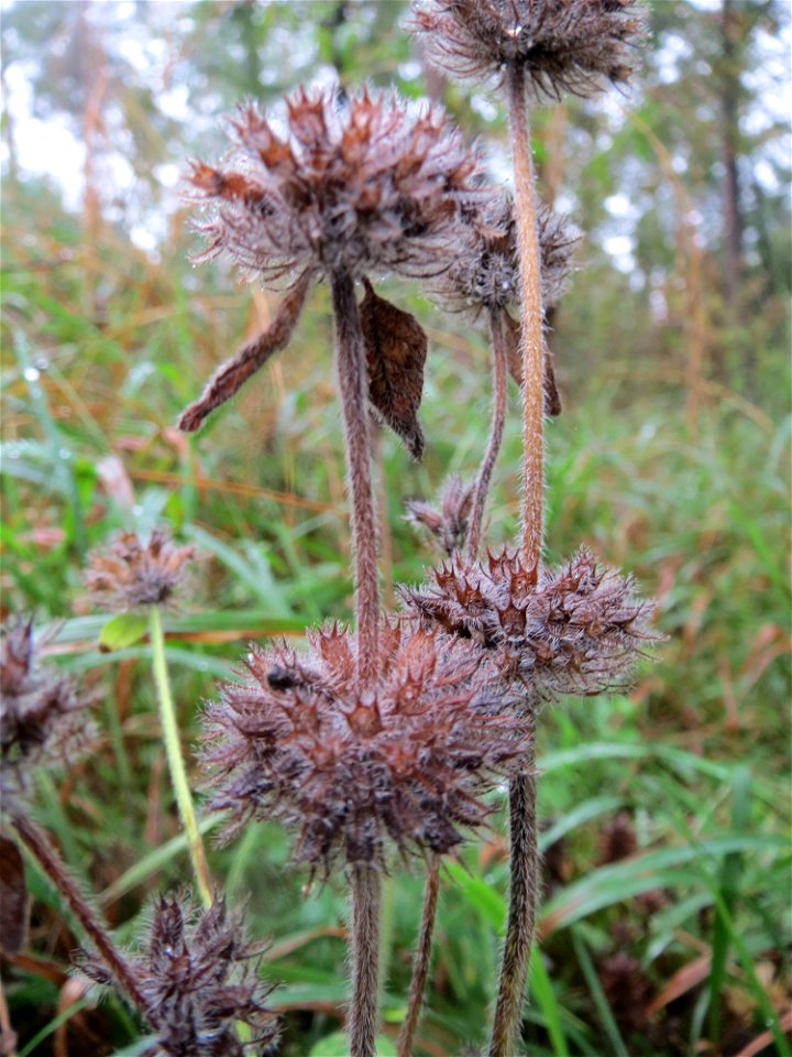 Gemeiner Wirbeldost (Clinopodium vulgare) in der Schwetzinger Hardt