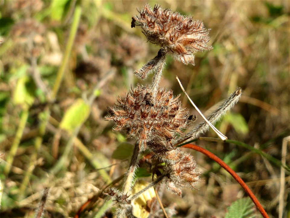Gemeiner Wirbeldost (Clinopodium vulgare) auf einer Rodungsfläche zwischen B36 und L722 im Schwetzinger Hardt