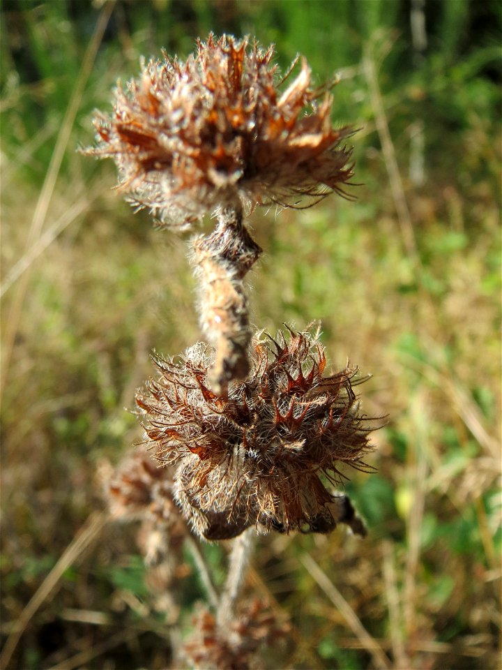 Gemeiner Wirbeldost (Clinopodium vulgare) auf einer Rodungsfläche zwischen B36 und L722 im Schwetzinger Hardt