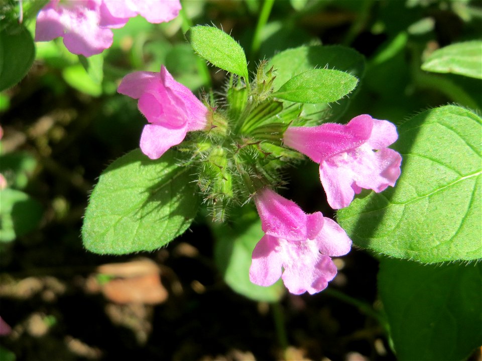 Gemeiner Wirbeldost (Clinopodium vulgare) in Hockenheim