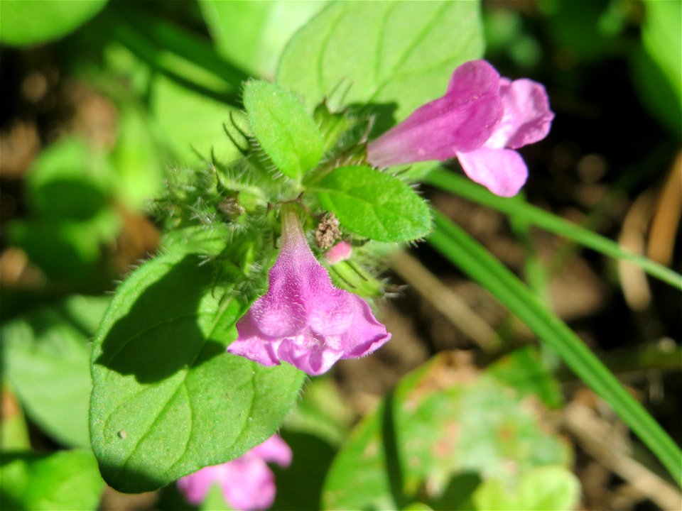 Gemeiner Wirbeldost (Clinopodium vulgare) in Hockenheim