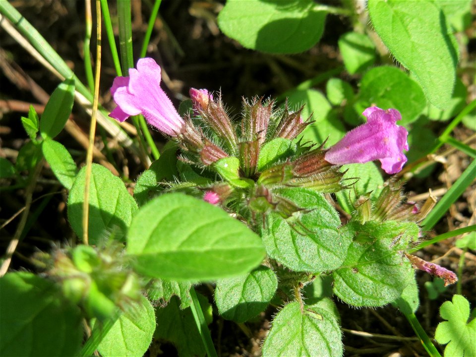 Gemeiner Wirbeldost (Clinopodium vulgare) in Hockenheim