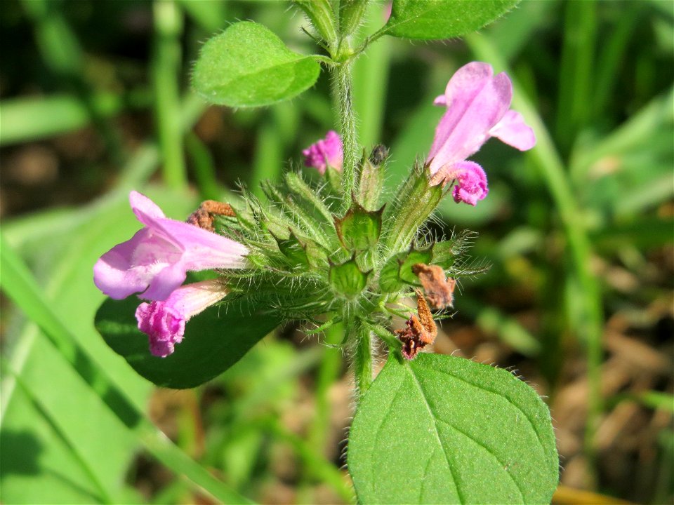 Gemeiner Wirbeldost (Clinopodium vulgare) in Hockenheim