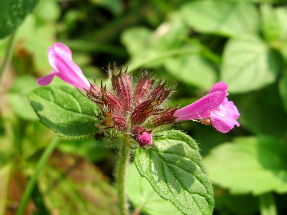 Gemeiner Wirbeldost (Clinopodium vulgare) in der Schwetzinger Hardt