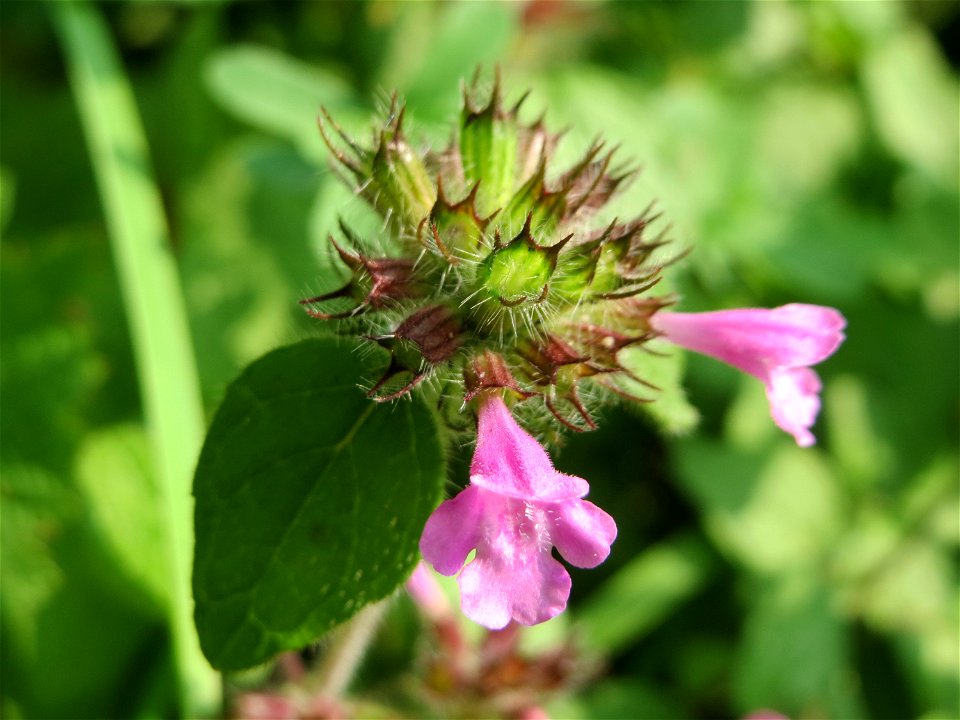 Gemeiner Wirbeldost (Clinopodium vulgare) in der Schwetzinger Hardt