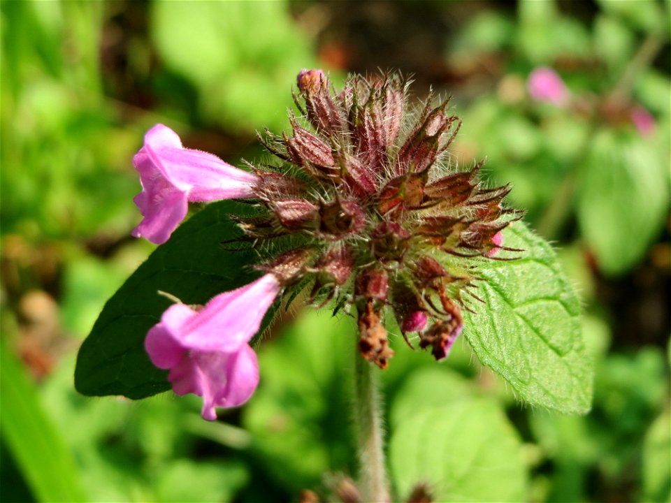 Gemeiner Wirbeldost (Clinopodium vulgare) in der Schwetzinger Hardt