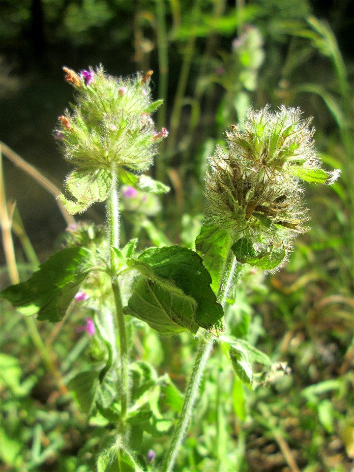 Gemeiner Wirbeldost (Clinopodium vulgare) in der Schwetzinger Hardt