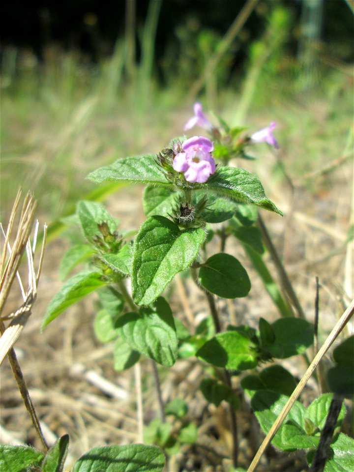 Der eher seltene Feld-Steinquendel (Acinos arvensis) am Bahnhof Brebch in Saarbrücken
