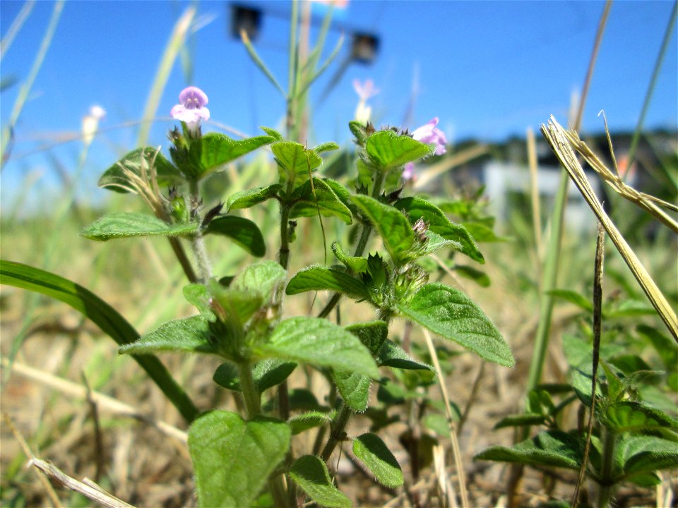 Der eher seltene Feld-Steinquendel (Acinos arvensis) am Bahnhof Brebch in Saarbrücken