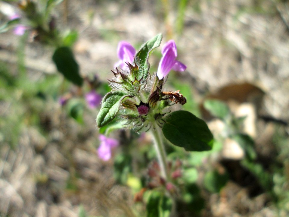 Gemeiner Wirbeldost (Clinopodium vulgare) am Bahnhof Brebch in Saarbrücken