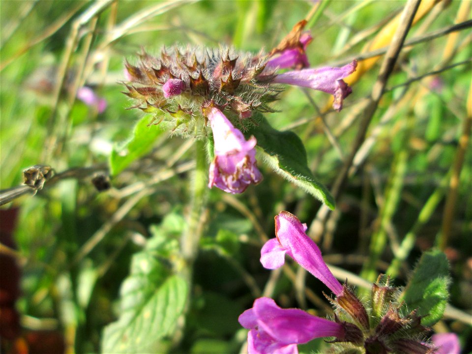 Gemeiner Wirbeldost (Clinopodium vulgare) am Feldrand bei Spicheren Français :  Grand Basilic près de Spicheren