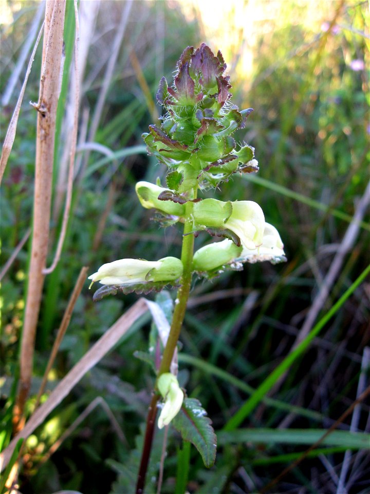 Pedicularis lanceolata, marshy wet meadow tributary to the Cumberland River, Stewart County, Tennessee.