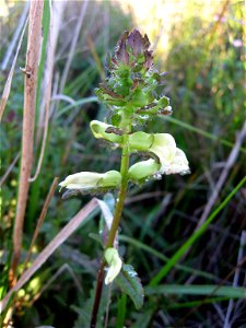 Pedicularis lanceolata, marshy wet meadow tributary to the Cumberland River, Stewart County, Tennessee.