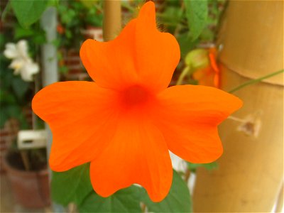 Thunbergia gregorii, picture taken at Passiflorahoeve in Harskamp, The Netherlands photo