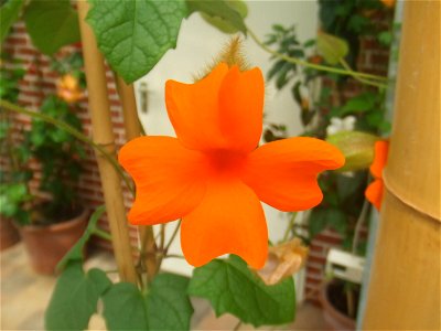 Thunbergia gregorii, picture taken at Passiflorahoeve in Harskamp, The Netherlands