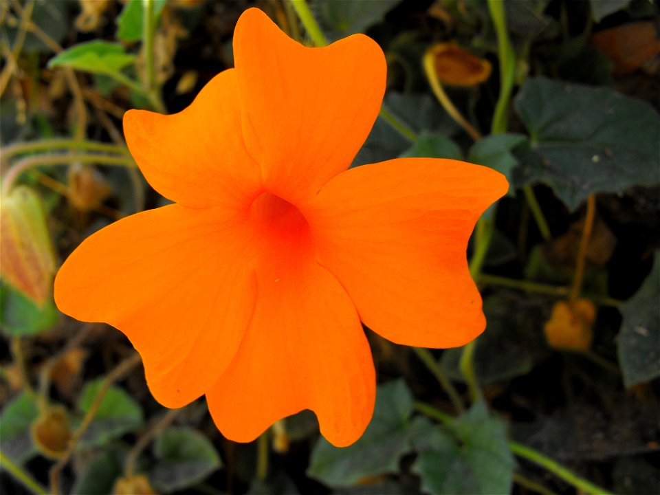 Thunbergia gregorii at Quail Botanical Gardens in Encinitas, California, USA.