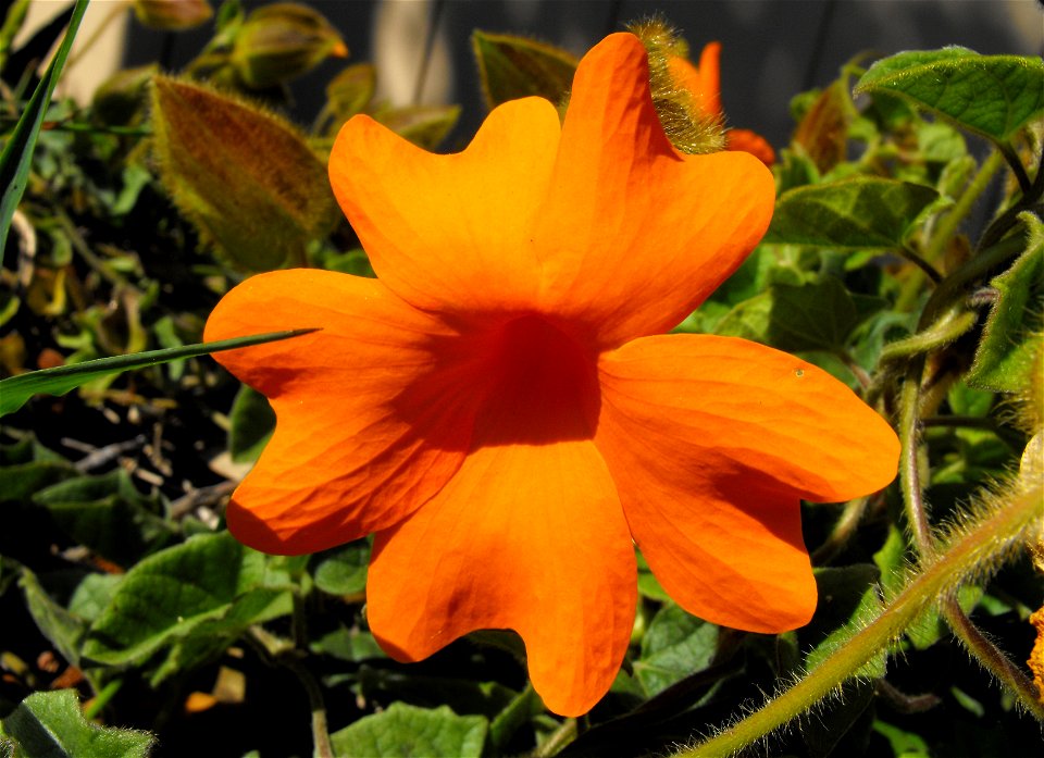 (vine).
At the San Diego Botanic Garden (formerly Quail Botanical Gardens) in Encinitas, California.