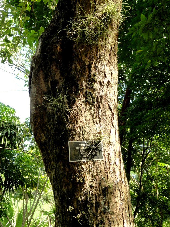San Juan Botanical Garden (Botanical Garden of the University of Puerto Rico), Río Piedras, Puerto Rico.