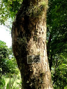 San Juan Botanical Garden (Botanical Garden of the University of Puerto Rico), Río Piedras, Puerto Rico.