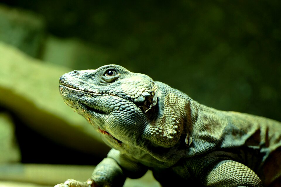 Scale terrarium zoo